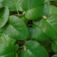 Anredera cordifolia (Ten.) Steenis
